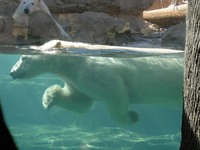 800px-Polar_bear_swimming
